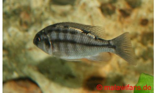 Protomelas taeniolatus namalenji